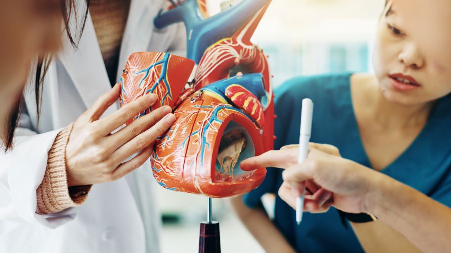 studenci i model serca